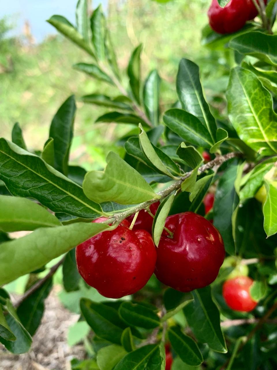 Acerola organic freeze-dried powder