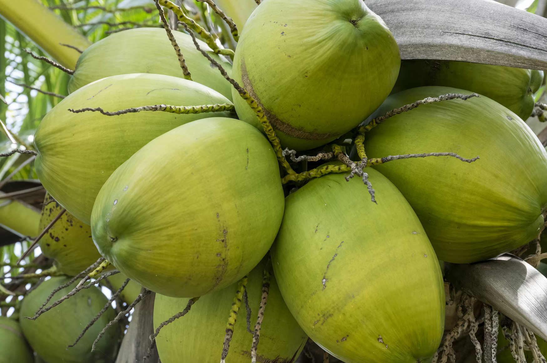 Coconut water organic freeze-dried powder